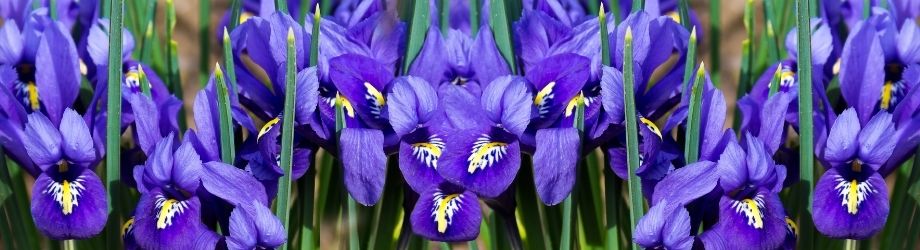 iris violets dans un champs