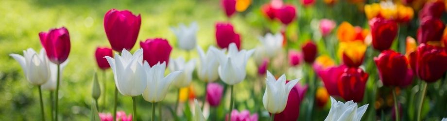 Tulipes de toutes les couleurs dans un champs