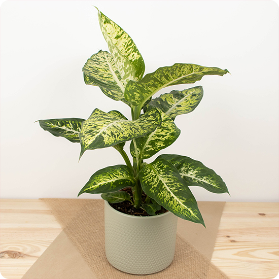 Plante très lumineuse, le Dieffenbachia est très facile d'entretien et peut être offerte à des personnes qui n'ont pas la main verte.