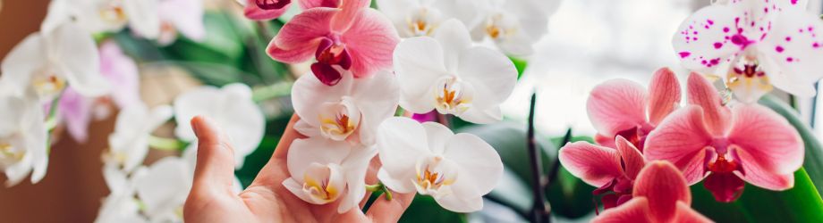 Fleurs d'orchidée roses et blanches