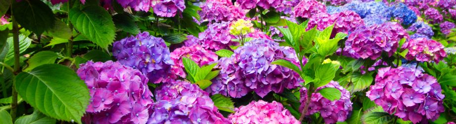 Jolis hortensia violets naturels
