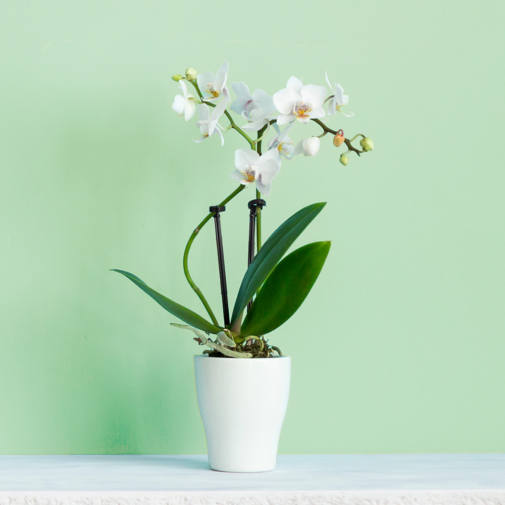 Fleur sophistiquée, présentation épurée, cette orchidée phalaenopsis blanche offrira un effet déco des plus appréciés par la personne qui le recevra !