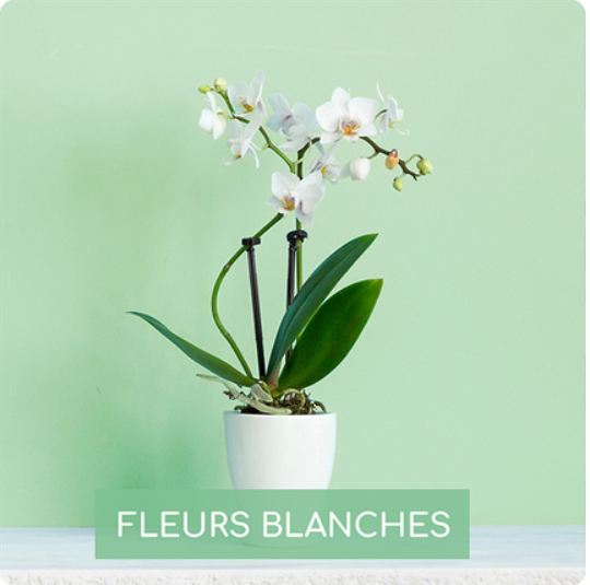 Fleur sophistiquée, présentation épurée, cette orchidée phalaenopsis blanche offrira un effet déco des plus appréciés par la personne qui le recevra !