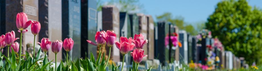 Tulipes roses sauvage pour cimetière