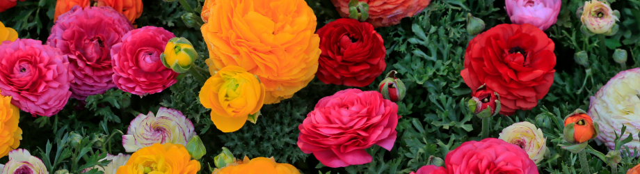 Plusieurs jolies fleurs de printemps :  renoncules rondes jaunes roses, violettes et rouges avec feuillage 