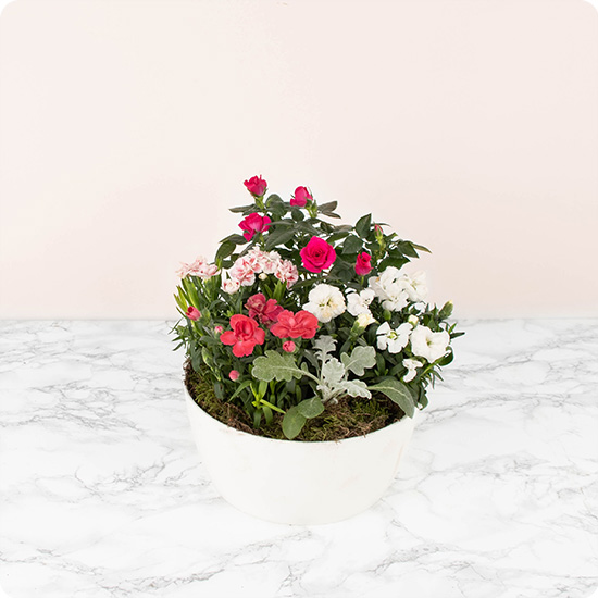 Cette composition pour deuil est constituée d'un superbe rosier et de jolies plantes fleuries dans un délicat camaïeu de couleurs roses et blanches
