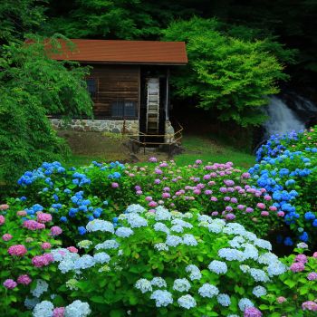 jardin avec nombreux hortensias de plusieurs couleurs